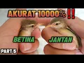 Lagu Rahasia membedakan jantan betina anakan burung prenjak alang alang/prenjak klik dijamin akurat‼️