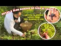 Download Lagu PANEN BLUEBERRY LIAR DI HUTAN‼️GAGAL PANEN JAMUR MALAH REJEKINYA BLUEBERRIES