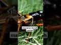 Download Lagu masteran syahdu #bird #masteran #ekster robin #cricket
