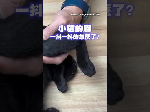 【喵:尊重呢】小黑貓做膝反射檢查! 敲一下抖一下融化網友 #Shorts