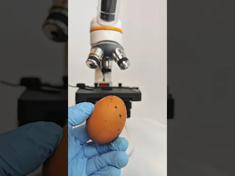 EGGS UNDER A MICROSCOPE
