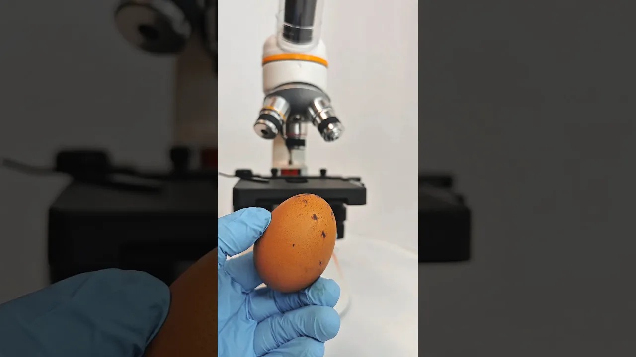 EGGS UNDER A MICROSCOPE
