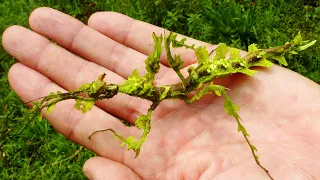 Download 10 Most Beautiful Stick Insects Ever Discovered MP3