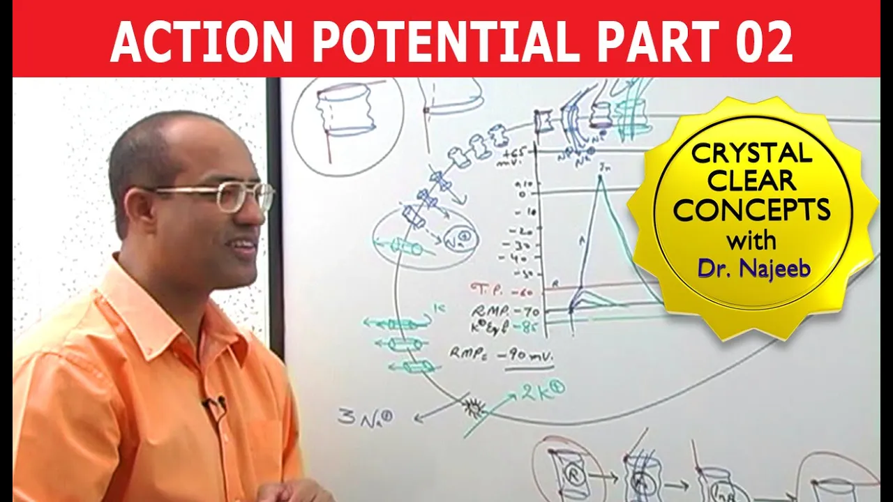 Action Potential Propagation and Refractory Periods Explained | Physiology