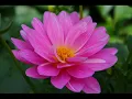 Hillsong - Made Me Glad (You Are My Shield)