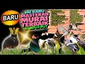 Download Lagu 🔥 10 JAM Masteran MURAI BATU FULL ISIAN! 🎶✨ GACOR MEWAH, DURASI PANJANG, SUARA JERNIH \u0026 JEDA PAS! 🏆
