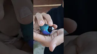 عصفور الجولدن فينش 