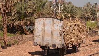 17 على الغرام عبدالسيد YouTube 