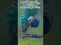 Download Lagu മയിലായ്... #trending #trendingshorts # #comedy #song #shortsfeed