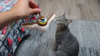 EL PÁJARO PARA GATOS VIRAL