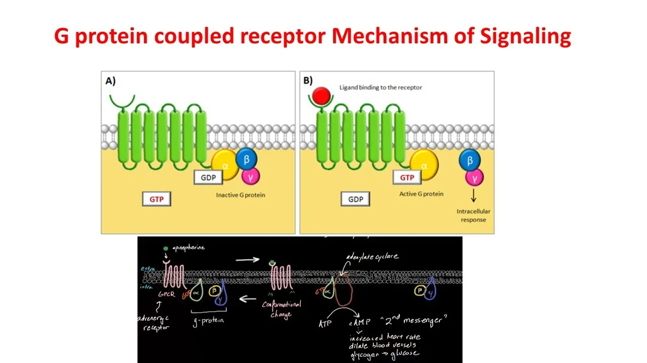 G Protein Coupled Receptors | GPCRs | G-protein signaling |