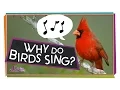 Download Lagu Why Do Birds Sing? | Animal Science for Kids