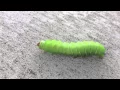 Real Life Heimlich from A Bug s Life