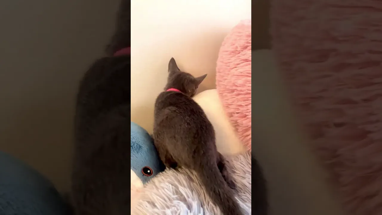 動画