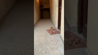 When Stray Cats Decide To Take You Hostage On Your Way Home From Work The Guy Tried To Resist 