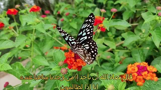 سوره يوسف تلاوه نادره مناظر طبيعيه قارئ النصر محمد أحمد شبيب 