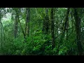 Fall Asleep in 3 Minutes - Best Rainforest Sounds for Deep Sleep & Insomnia Relief (No Music)