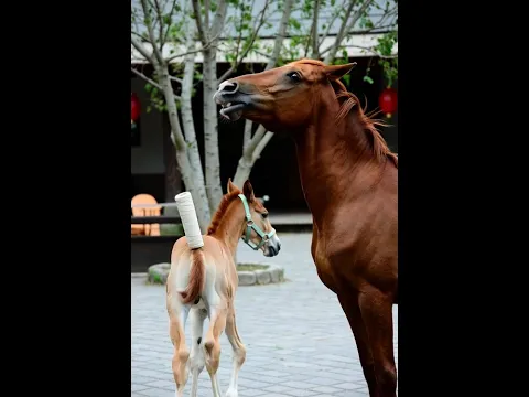 Why Horses React Like This When They Smell a Mare 🐎😳