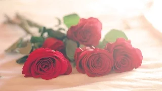 سلامات ابعث سلامات  سلامات ابعث سلامات