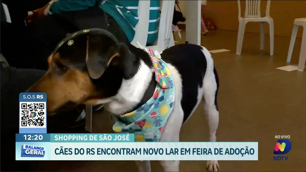 Feira de adoção em São José recebe cães resgatados da enchente no RS