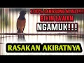 Lagu SUARA JERNIH....!!! MASTERAN MEWAH UNTUK MURAI TROTOL - PASTOL - DEWASA