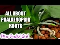 Download Lagu Understanding Phalaenopsis Orchid roots - All you should know!