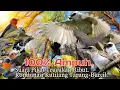 Suara Pikat TRUCUKAN RIBUT KOMBINASI KUTILANG TARUNG+BURCIL. Ampuh..