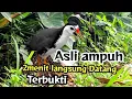 Lagu SUARA PIKAT RUAK-RUAK ANTI ZONK 5MENIT LANGSUNG DATANG//TERBARU 2026