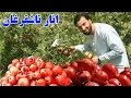 Download Lagu گزارش افغان مایک: انار تاشقرغان، مشهور ترین میوه وطن،باغداری،طبیعت زیبا،زحمات،تلاش،حاصلات،afghan mic