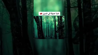 اغرب الأشياء التي تم العثور عليها في الغابات         دندنها