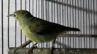 suara burung kolibri kelapa betina memanggil jantan