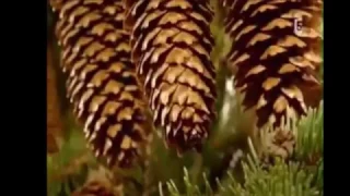 تلاوه رائعه للشيخ عبد الباسط عبدالصمد يا اخت هارون ما كان ابوك امره سوء 