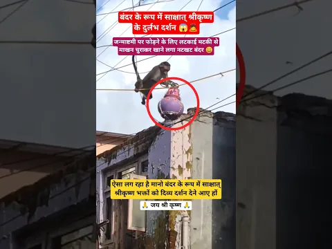 जन्माष्टमी पर मटकी फोड़ने आया बंदर, वायरल वीडियो 😱🐒 #shrikrishna #darshan #monkey #viralvideo #funny