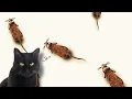 Download Lagu CAT GAME TIKUS MAINAN KUCING 5 Menit