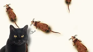 cat game cat toy mouse 5 minutes duration