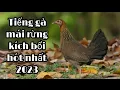 Download Lagu Tiếng gà mái rừng kêu kích bổi siêu nhạy mới nhất 2023. @TomTrangVlog