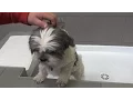 2016 12 27 Self Service Dog Wash - Petco Unleashed in Hyattsville MD