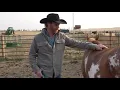 Wyoming Musician Chancey Williams Has a Huge Rodeo Backround