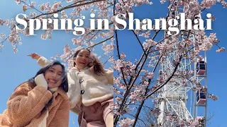 上海下雪与寻找樱花｜《在上海的Fancie》第57集