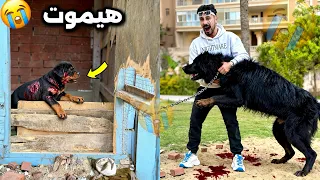 كلبتي شكلاته هجمت علي الجرو الجديد وعضيته دندنها