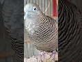 Download Lagu Local turtle doves have a crystal clear topcer sound for bait that responds immediately #shorts