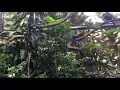 Burung Violet Turaco di Bonbin GembiraLoka Jogja