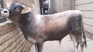 أفضل طريقة للتسمين اخر شهرين لجميع انواع المواشي 