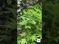 CAKE N CHEM OUTSIDE INDOOR