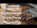 European Nightcrawler Check In Healthy Worms Babies Big Feeding