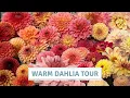 Lagu Dahlia-tour langs alle warmgekleurde dahlia's in mijn tuin // Cottoverdi
