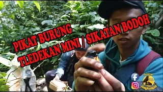 pikat burung tledekan mini sikatan bodoh