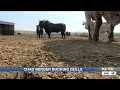 Chad Berger Bucking Bulls one of the most well-known stock contractors and bull breeders