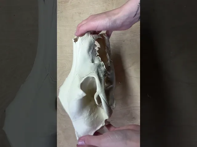 Wolf Skull (Canis Lupus) video thumbnail