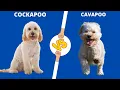 THE COCKAPOO - BETTER THAN THE CAVAPOO THE FAMILY DOG